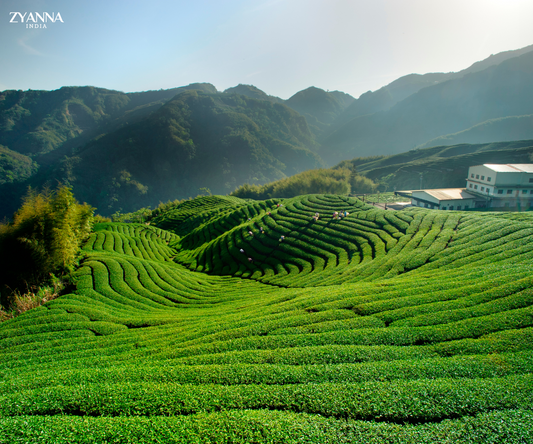 Why Online Tea Marketplace Is a Better Platform to Get Your Favorite Tea? - ZYANNA® India - zyanna.com